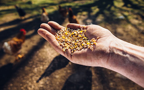 Compresseurs de produits secs en vrac et souffleurs d'aliments pour animaux